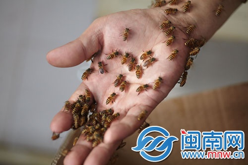 蜜蜂附在黃師傅的手上，他反復(fù)尋找蜂王