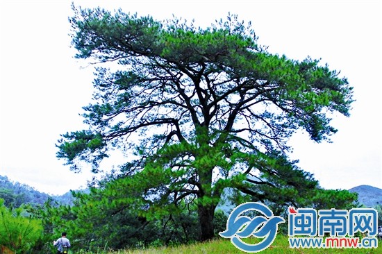 其他古樹不服？來攻擂吧!